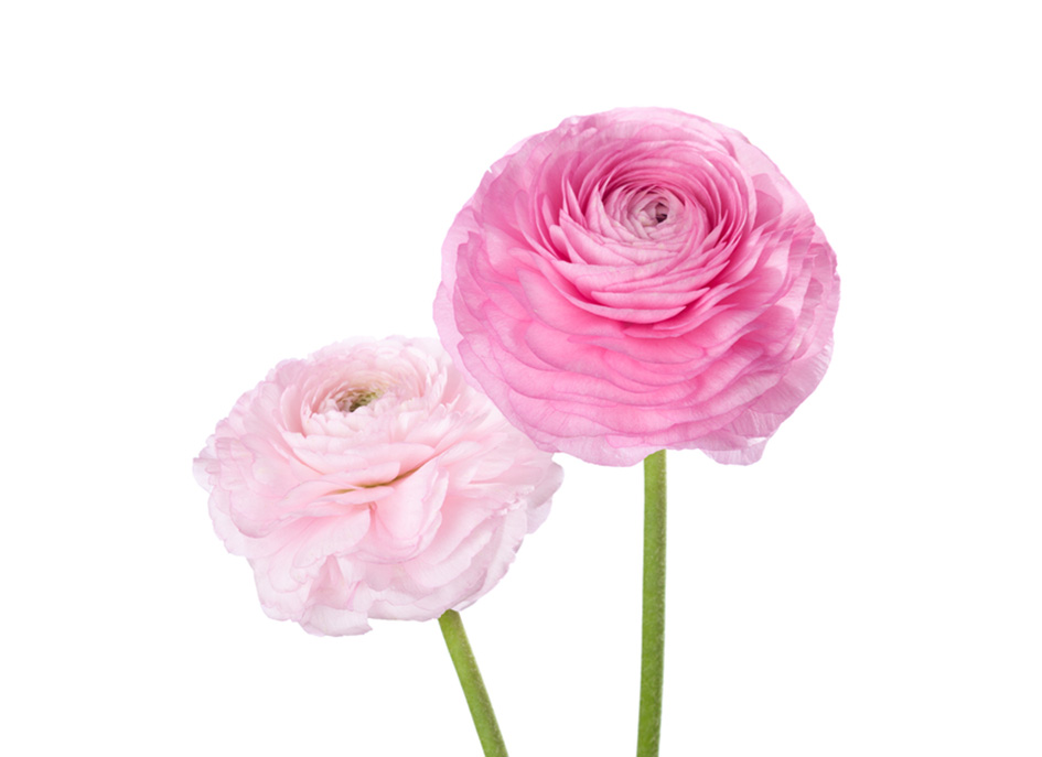 Frühling rosa Ranunkeln roze lente ranonkels Blumengroßhandel Maiflor