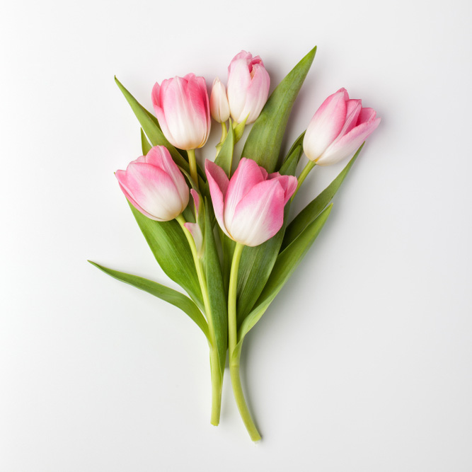 Rosa-Fruhling-Tulpen-roze-lente-tulpen_Maiflor